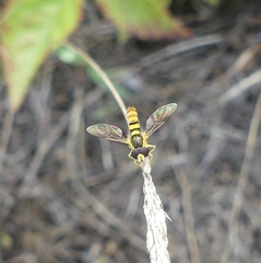 Sphaerophoria contigua