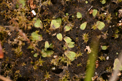 Riccia