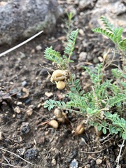 Astragalus lentiginosus