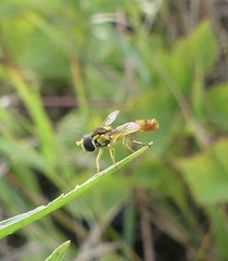 Sphaerophoria contigua