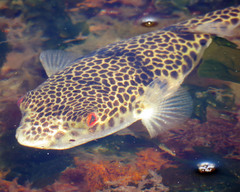 Tetractenos glaber
