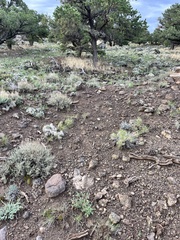 Astragalus lentiginosus