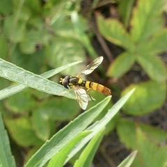 Sphaerophoria contigua