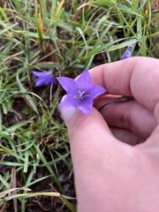 Campanula parryi
