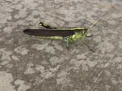 Schistocerca obscura