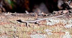Cryptoblepharus