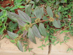 Euphorbia hirta