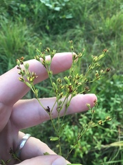 Hypericum virgatum