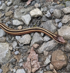 Thamnophis saurita