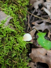 Hohenbuehelia angustata
