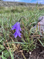 Campanula parryi