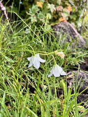 Campanula parryi
