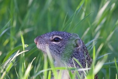 Poliocitellus franklinii