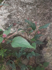 Acalypha