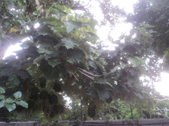 Pterospermum acerifolium