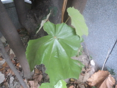 Pterospermum acerifolium
