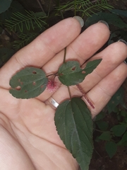 Acalypha