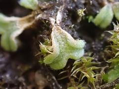Riccia