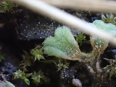 Riccia