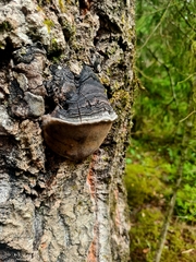 Phellinus tremulae