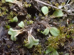 Riccia