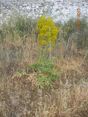 Opopanax hispidus