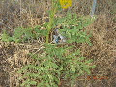 Opopanax hispidus