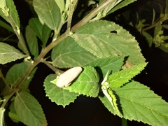 Prairiana