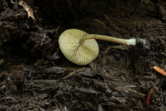 Simocybe centunculus