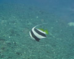 Heniochus diphreutes