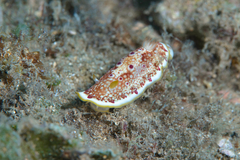 Goniobranchus