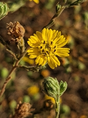 Deinandra increscens