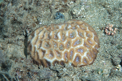 Leptastrea purpurea
