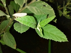 Prairiana