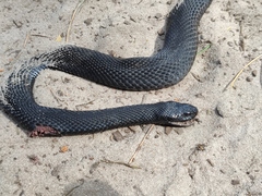 Vipera nikolskii