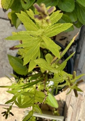 Erechtites hieraciifolius