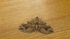 Pelurga comitata