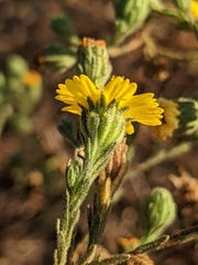 Deinandra increscens