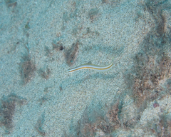 Gunnellichthys curiosus