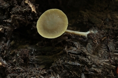 Simocybe centunculus