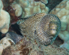 Gymnothorax meleagris