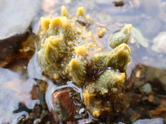 Hymeniacidon perlevis