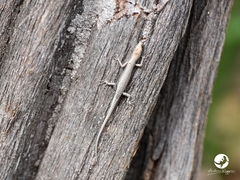 Cryptoblepharus
