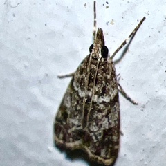 Eudonia heterosalis