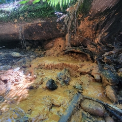 Bacteria