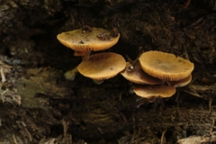 Simocybe centunculus