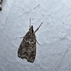 Eudonia heterosalis