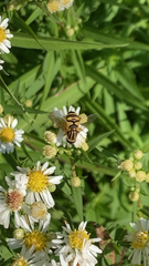 Helophilus fasciatus