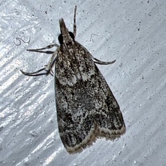 Eudonia heterosalis