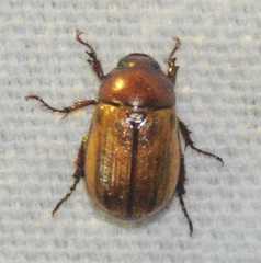 Anomala flavipennis